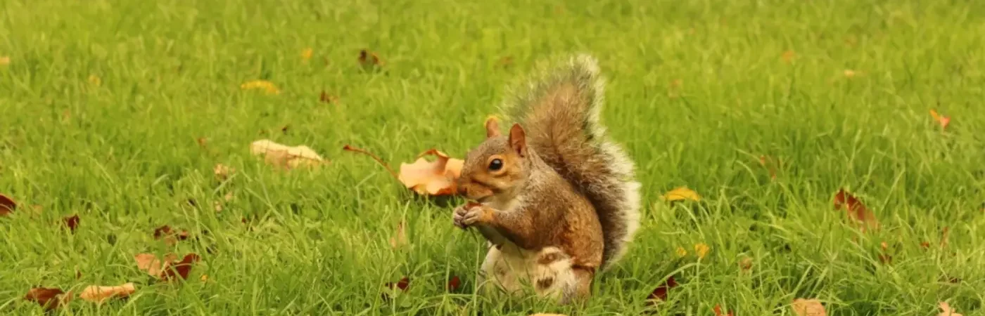 ardilla-pasto