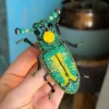 Prendedor Escarabajo